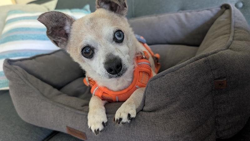 Enlarge Bentley, a ADOPTABLE Chihuahua in Santa Cruz, CA image 1/6
