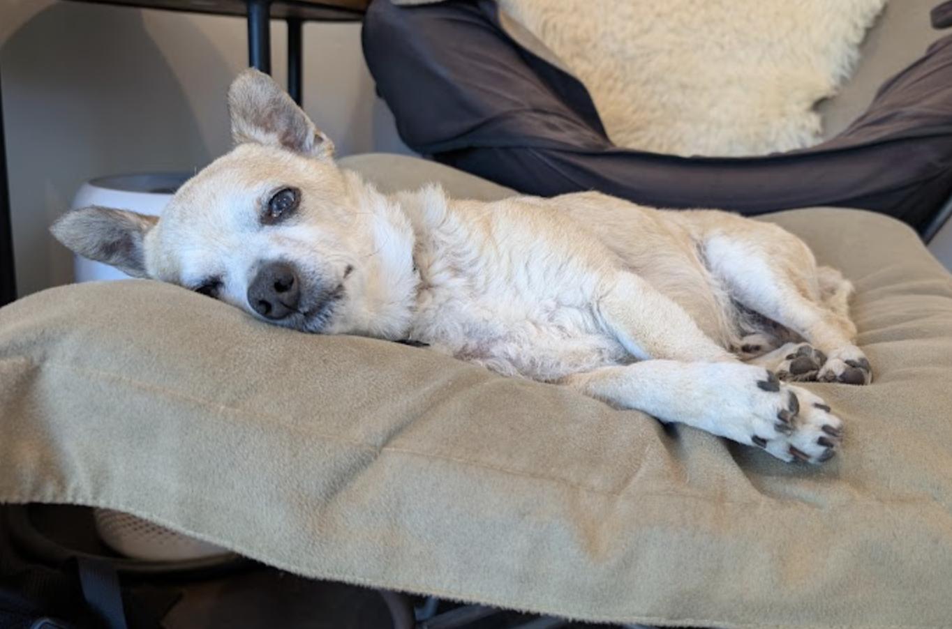 Enlarge Bentley, a ADOPTABLE Chihuahua in Santa Cruz, CA image 6/6