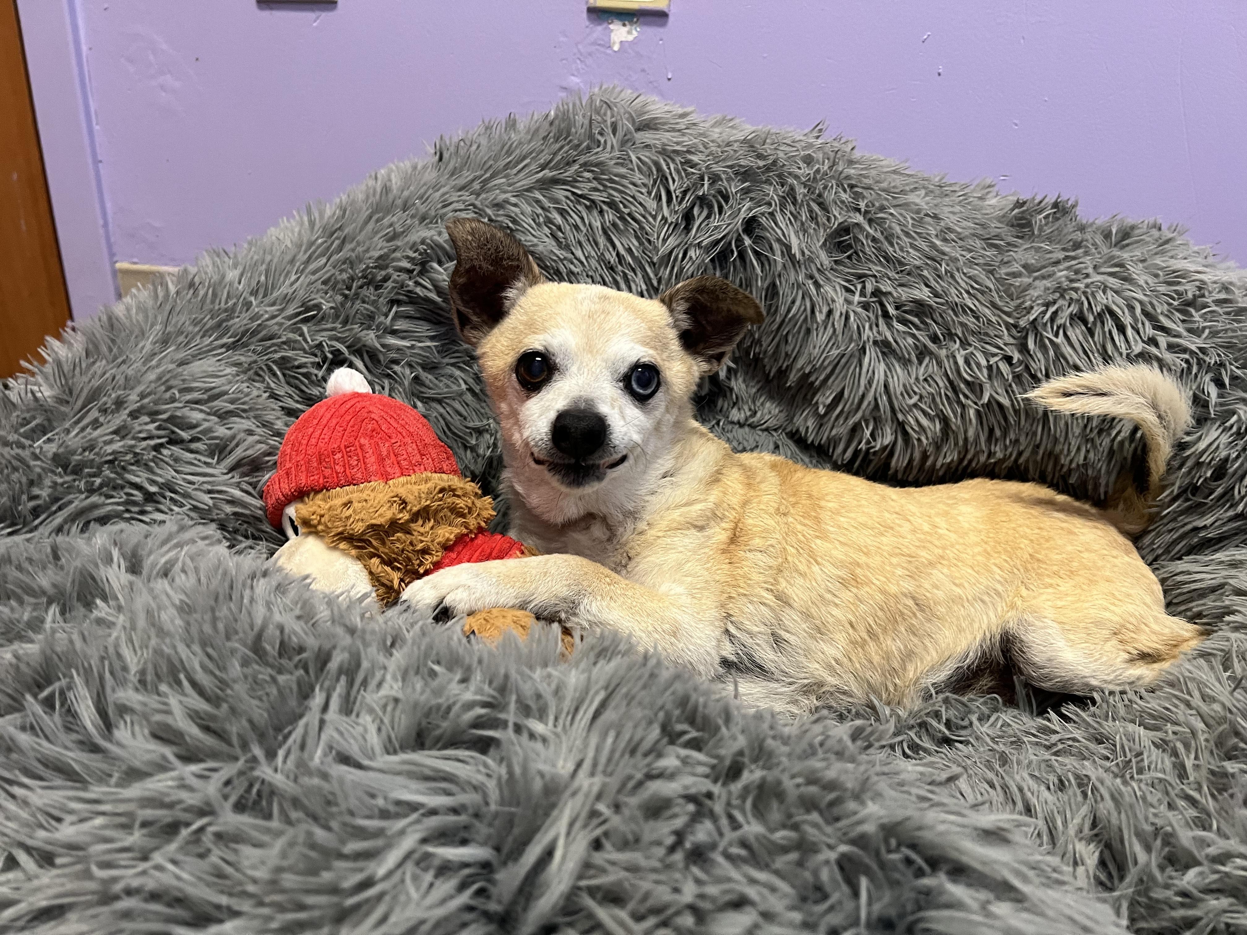 Enlarge Bentley, a ADOPTABLE Chihuahua in Santa Cruz, CA image 3/6