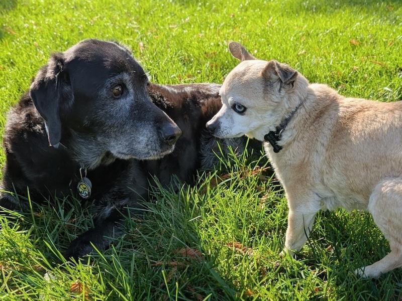 Enlarge Bentley, a ADOPTABLE Chihuahua in Santa Cruz, CA image 5/6