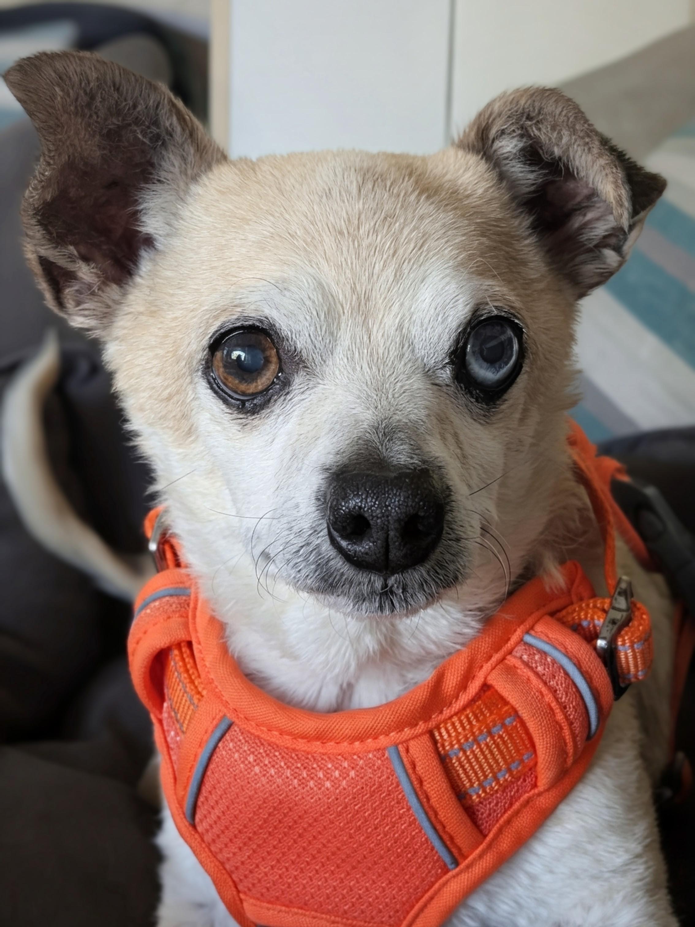 Enlarge Bentley, a ADOPTABLE Chihuahua in Santa Cruz, CA image 4/6