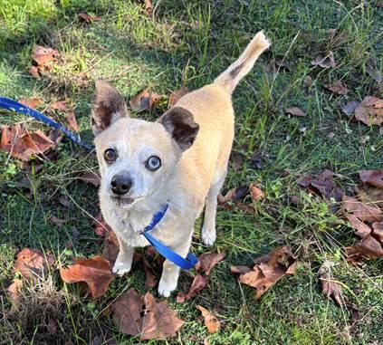 Enlarge Bentley, a ADOPTABLE Chihuahua in Santa Cruz, CA image 2/6