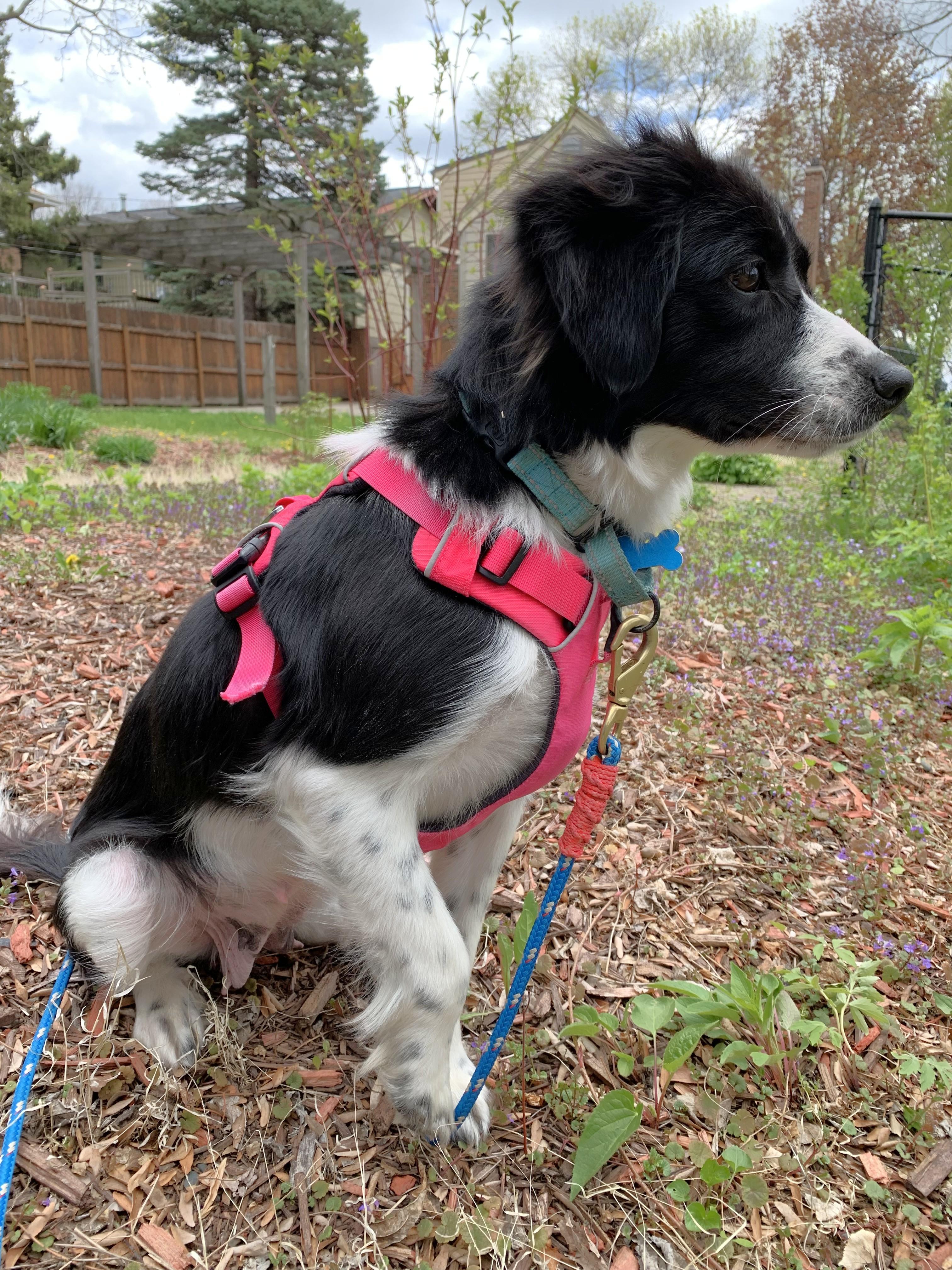 Enlarge Oreo, a Adoptable mixed breed in Minneapolis, MN image 2/6