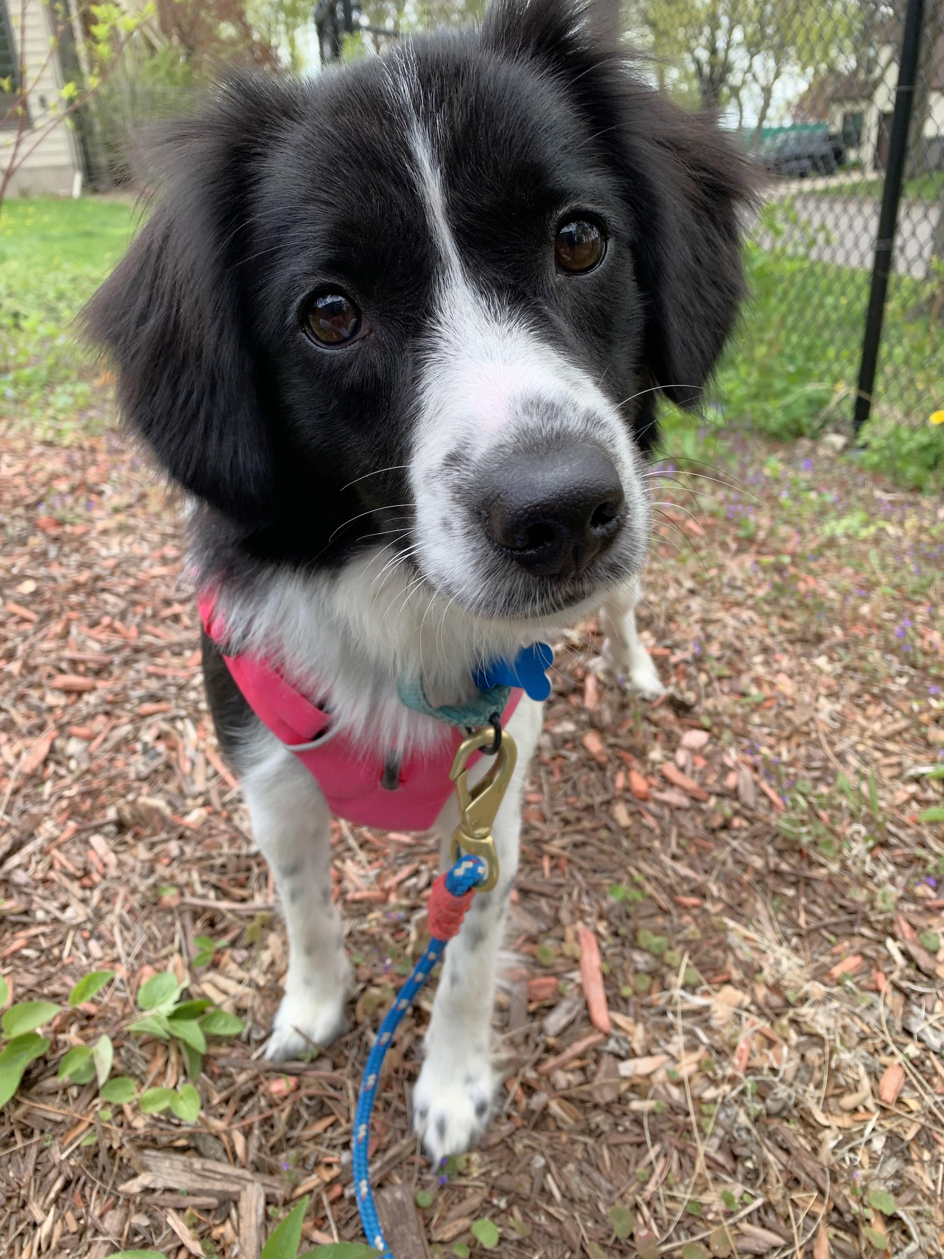 Enlarge Oreo, a Adoptable mixed breed in Minneapolis, MN image 1/6