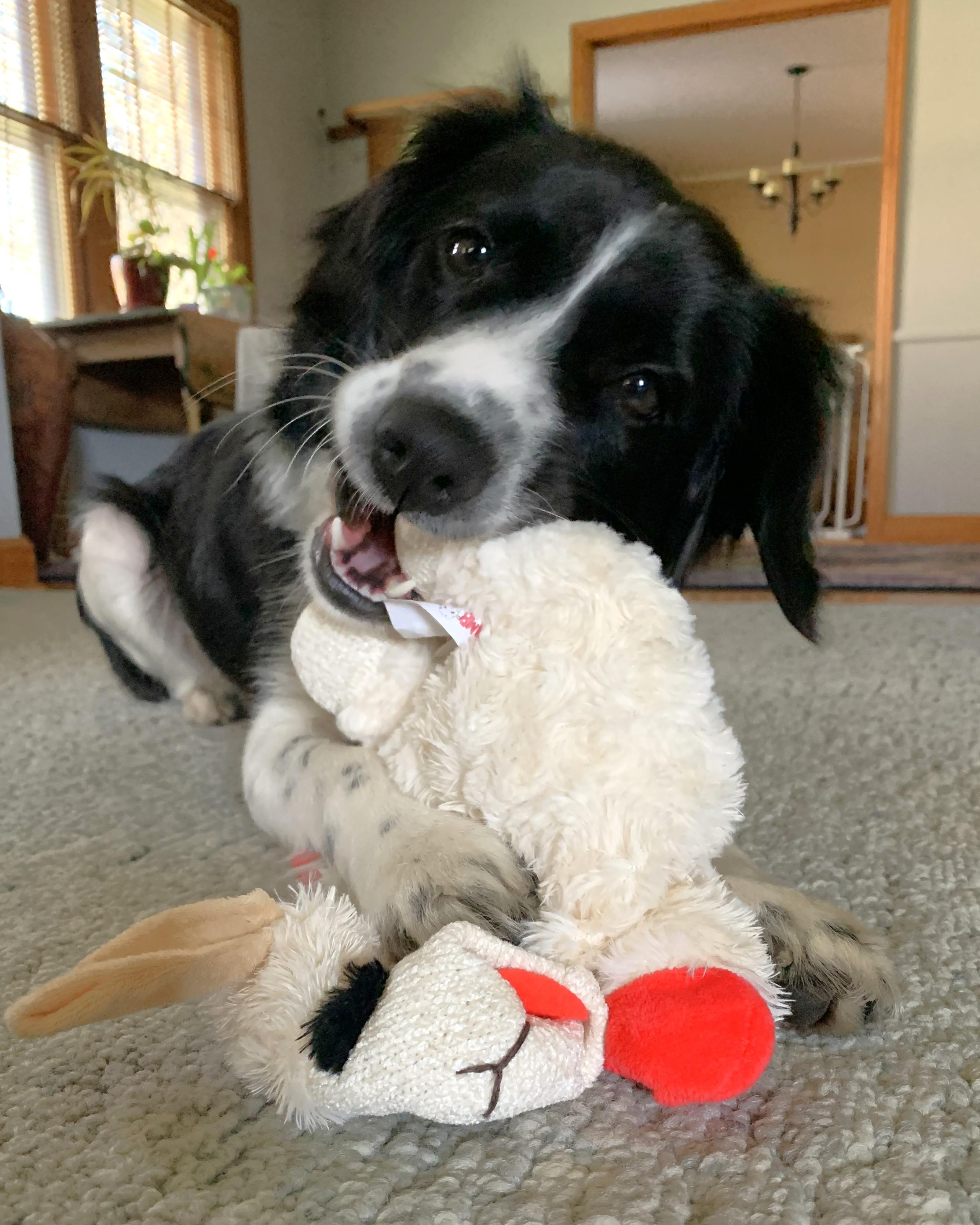 Enlarge Oreo, a Adoptable mixed breed in Minneapolis, MN image 3/6