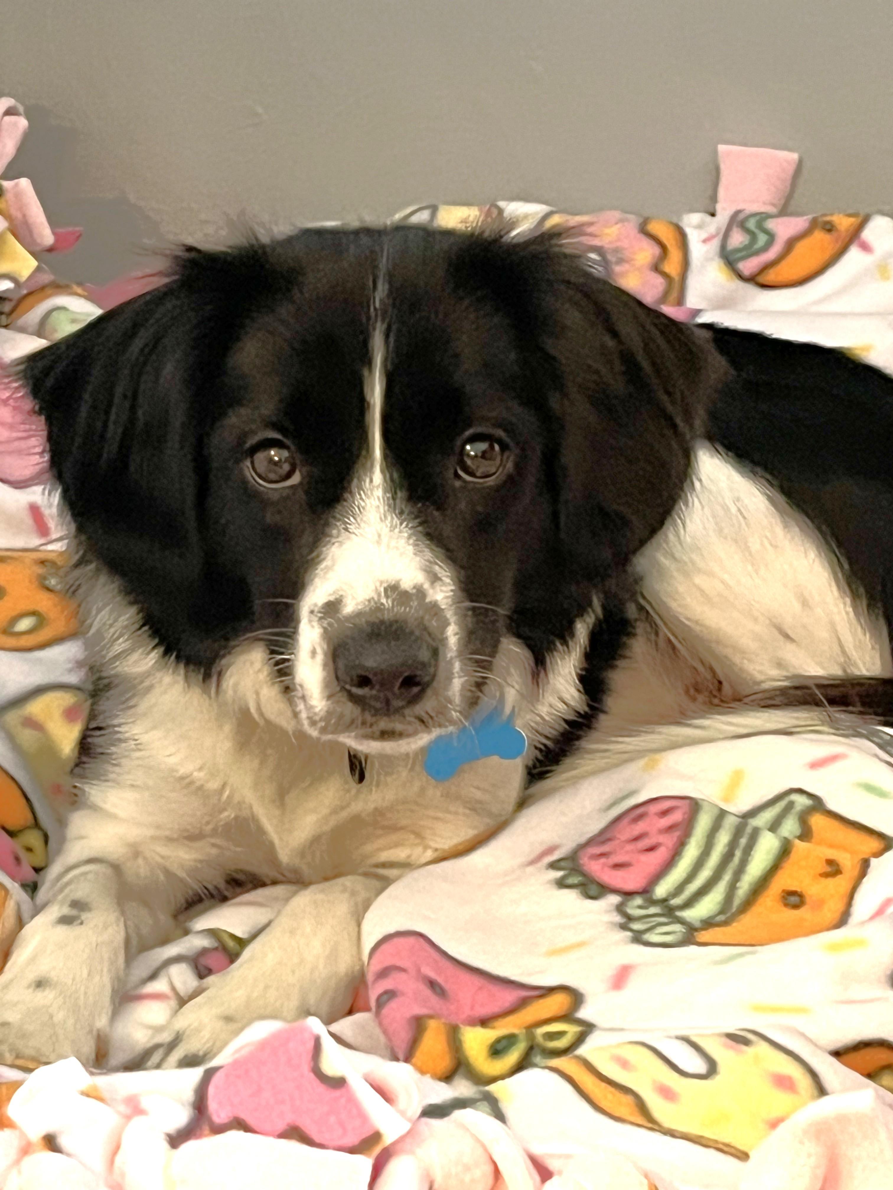 Enlarge Oreo, a Adoptable mixed breed in Minneapolis, MN image 5/6