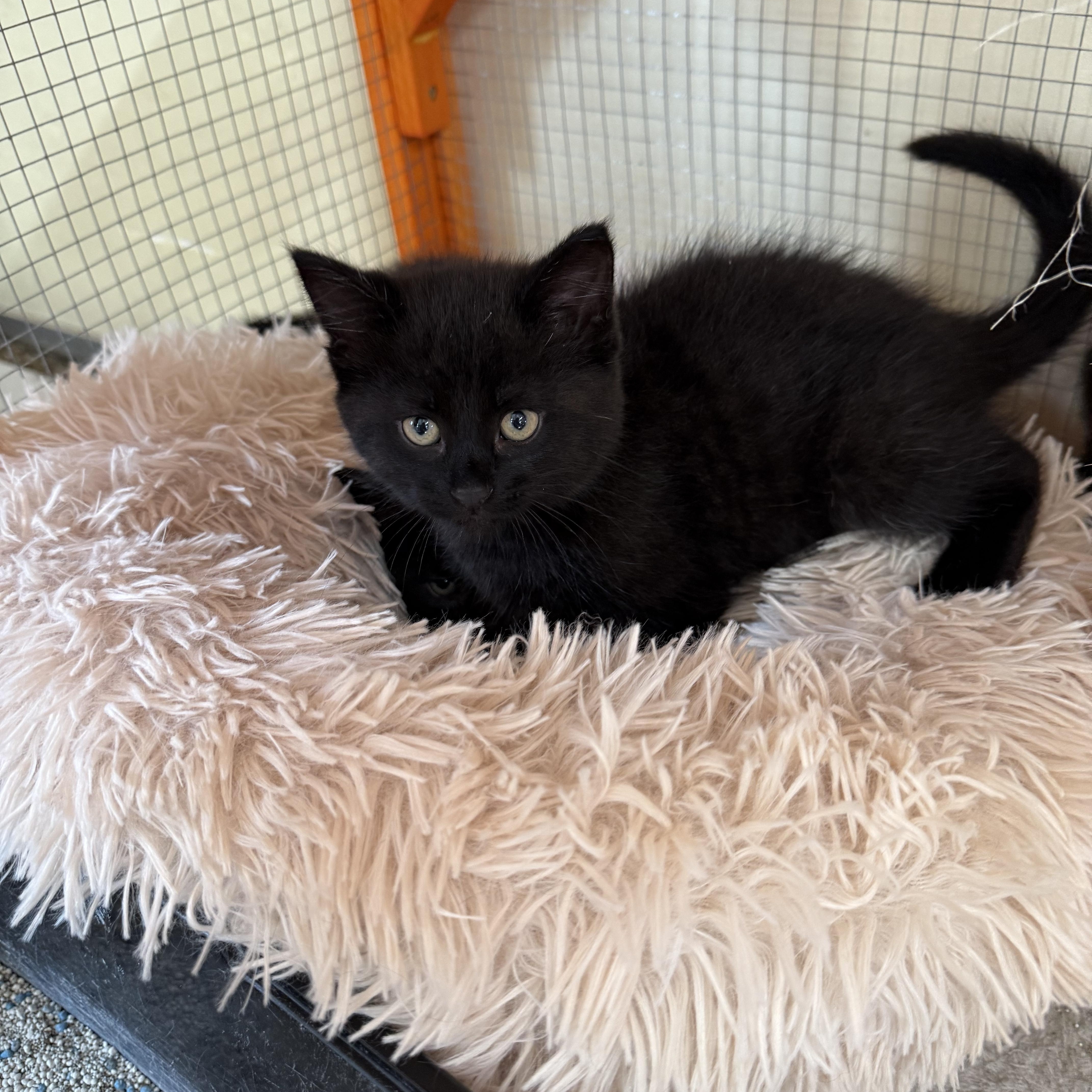 Jelly Bean, Baby Male Domestic Medium Hair