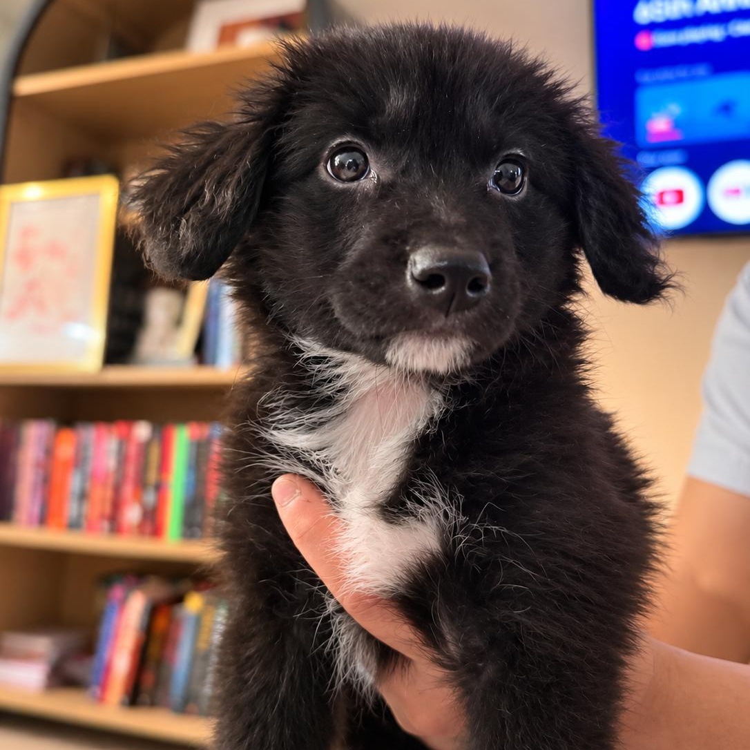 Potato (Carb litter), Adopted, Puppy Male Labrador Retriever.