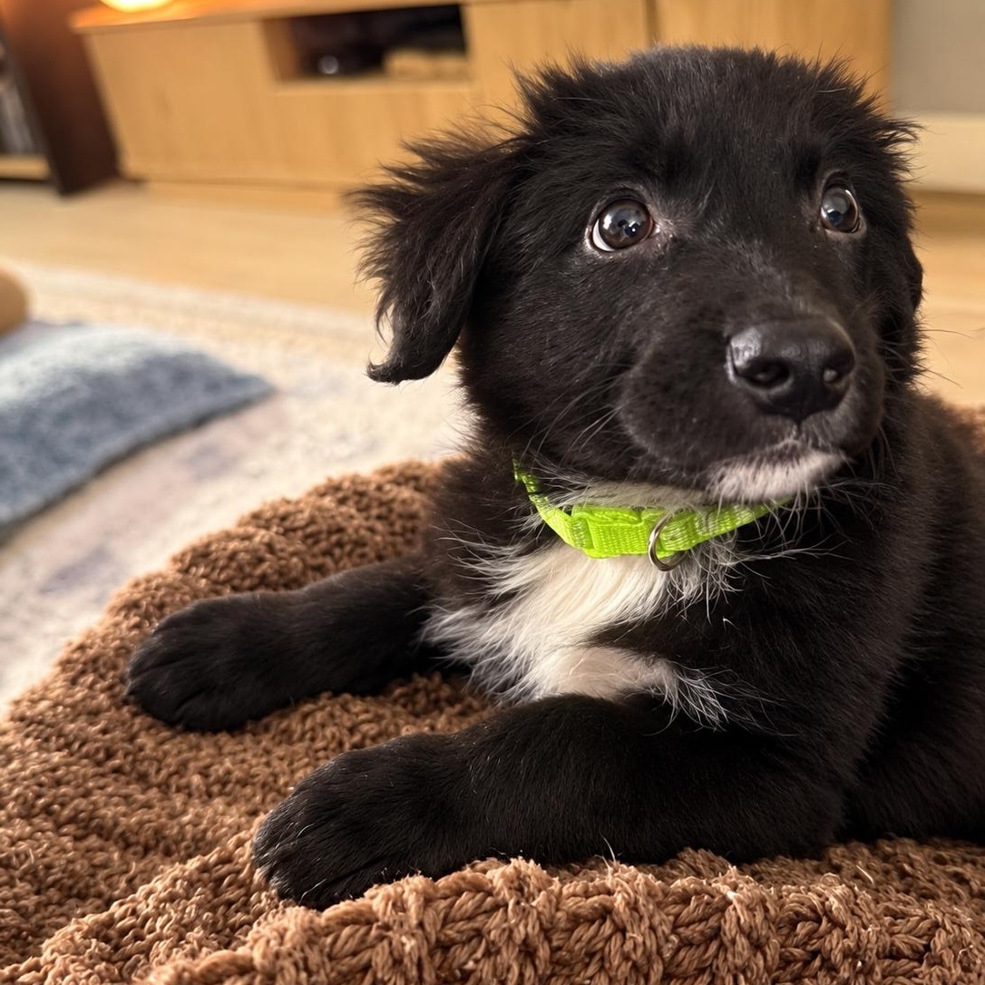 Enlarge Potato (Carb litter), a Adopted mixed breed in San Diego, CA image 3/4