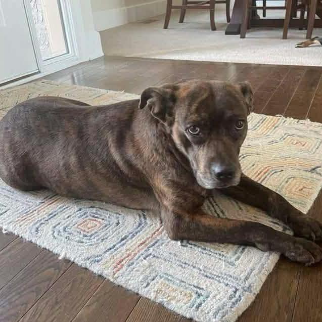 Big Booty Judy, Adoptable, Adult Female Mixed Breed.