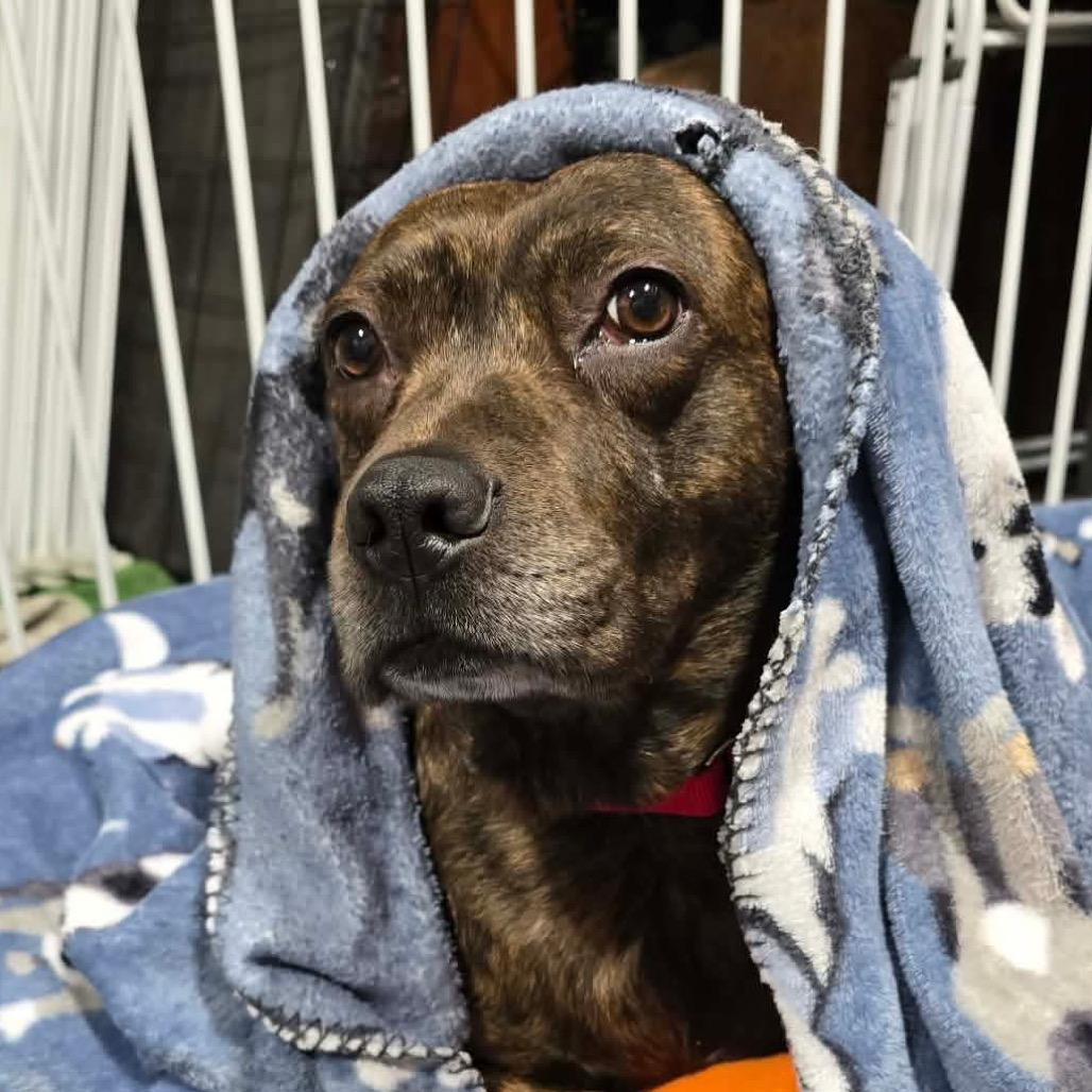 Enlarge Big Booty Judy, a Adoptable Mixed Breed in Olathe, KS image 2/4