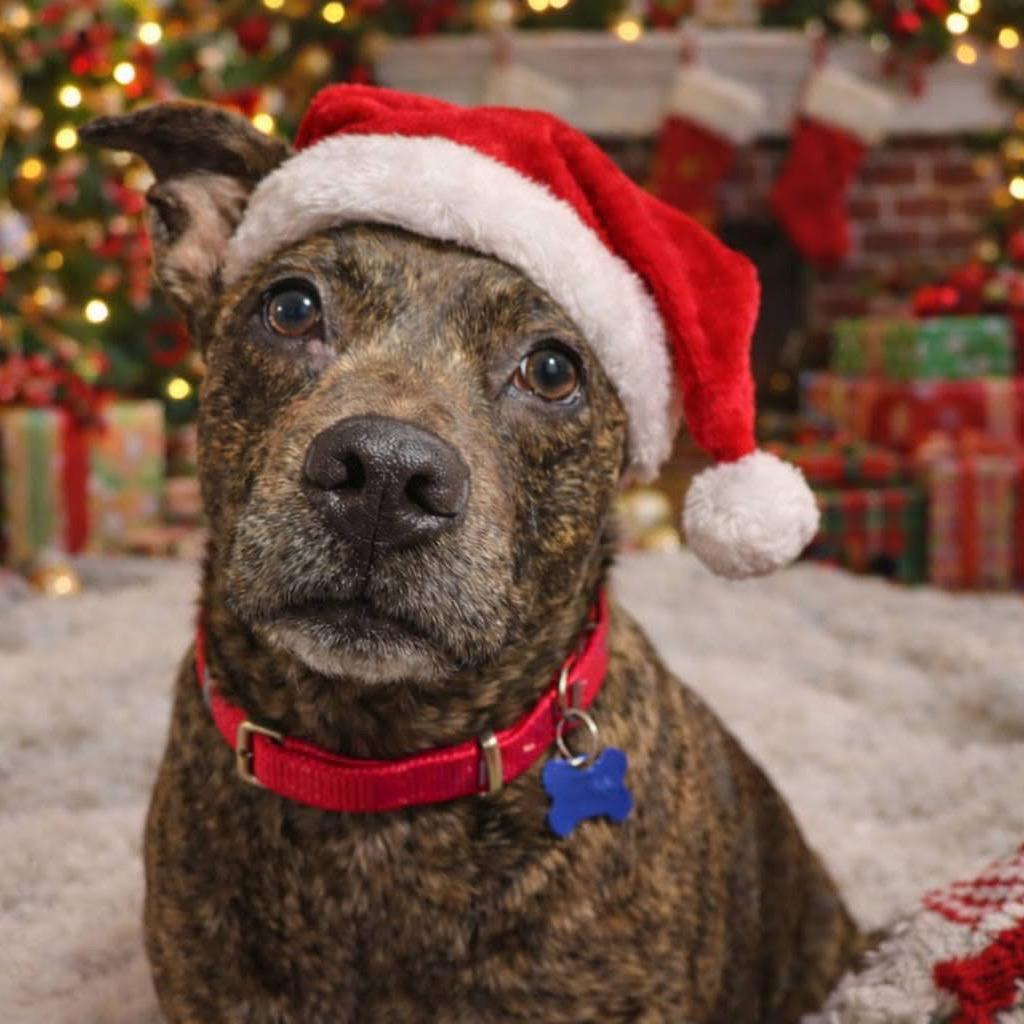 Enlarge Big Booty Judy, a Adoptable Mixed Breed in Olathe, KS image 3/4