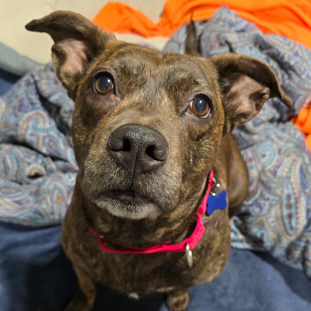 Enlarge Big Booty Judy, a Adoptable Mixed Breed in Olathe, KS image 4/4