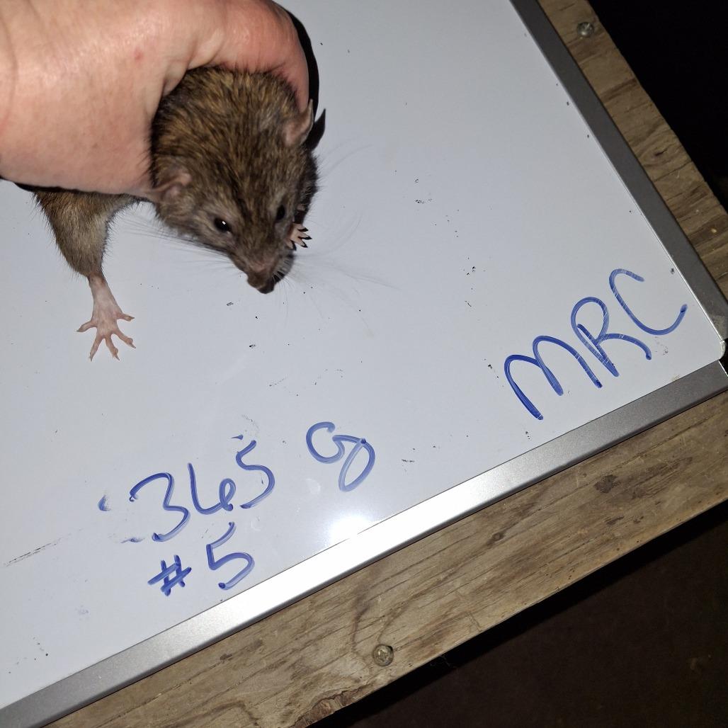 MRC-Stray-1_5, Adoptable, Young Male Rat.