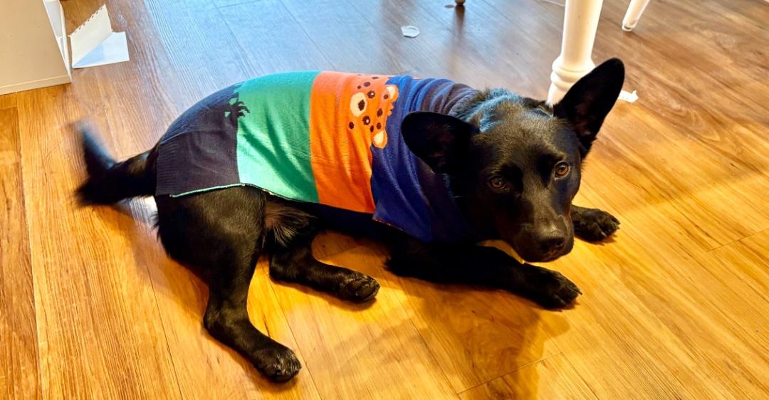 Courtesy listing- Buster, Adoptable, Adult Male Black Labrador Retriever & Corgi.