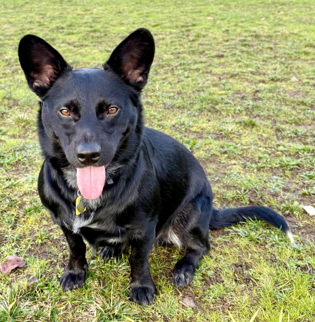 Enlarge Courtesy listing- Buster, a Adoptable mixed breed in Bend, OR image 3/4