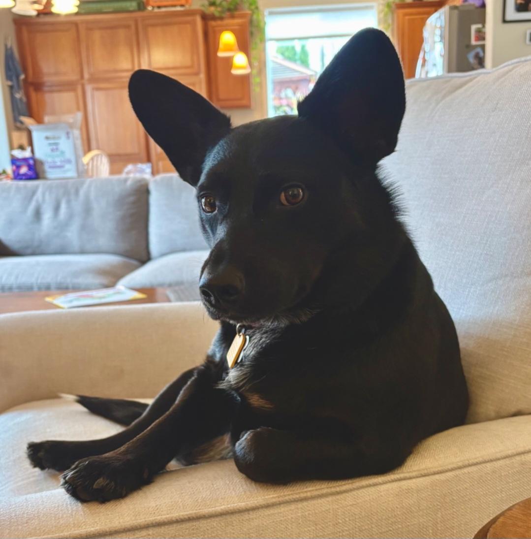 Enlarge Courtesy listing- Buster, a Adoptable mixed breed in Bend, OR image 4/4