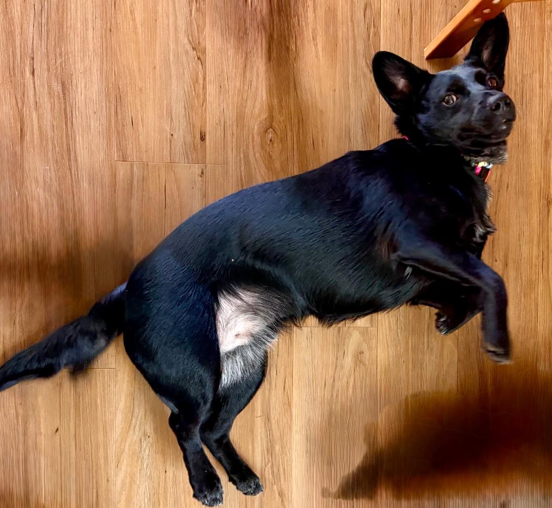 Enlarge Courtesy listing- Buster, a Adoptable mixed breed in Bend, OR image 2/4