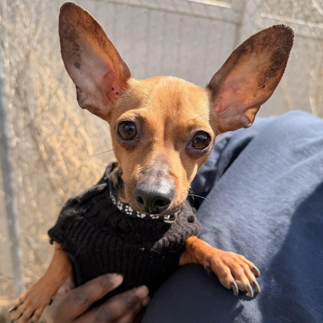 Benny, Adoptable, Young Male Chihuahua & Mixed Breed.
