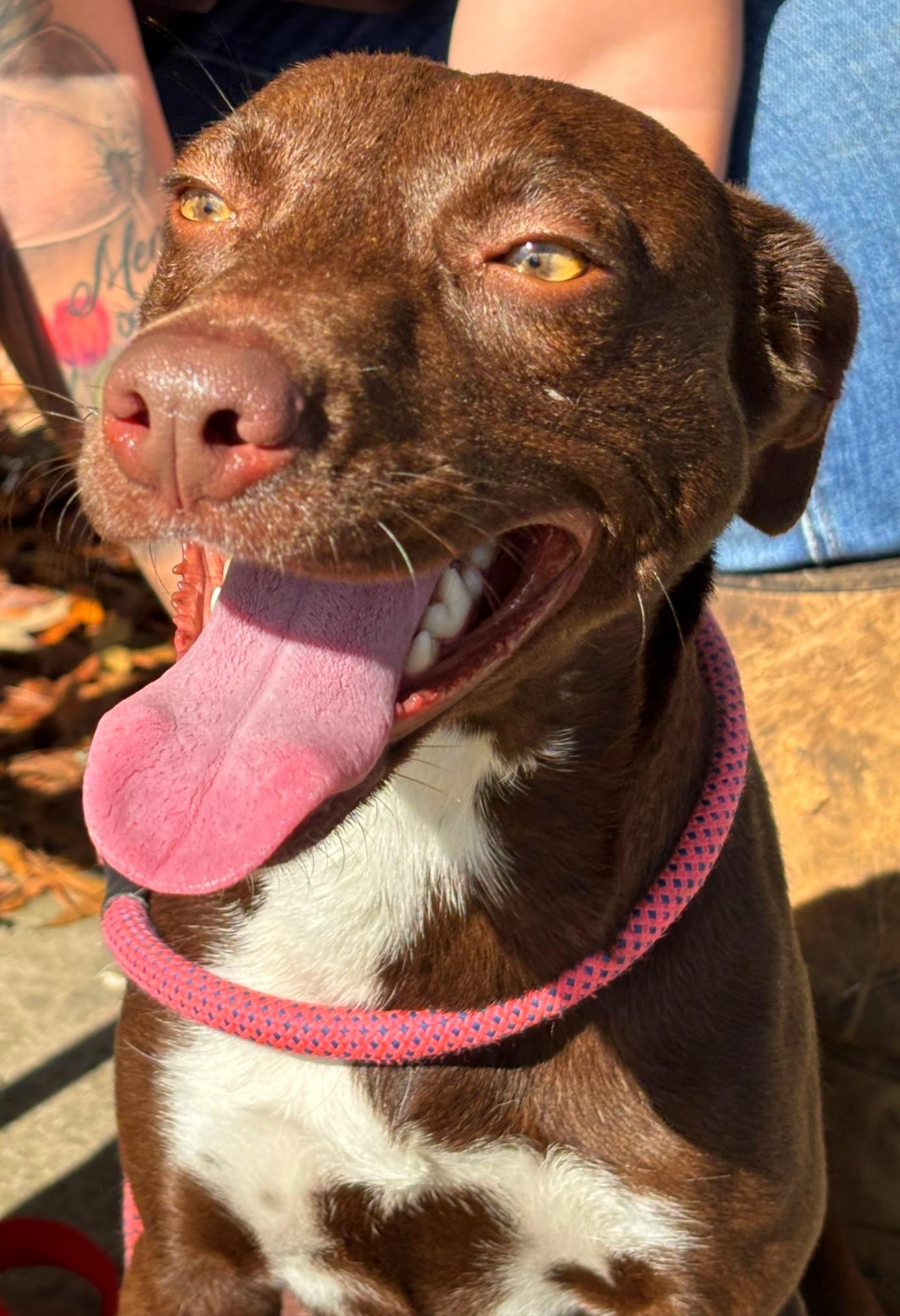 Anne, Adoptable, Adult Female Labrador Retriever.