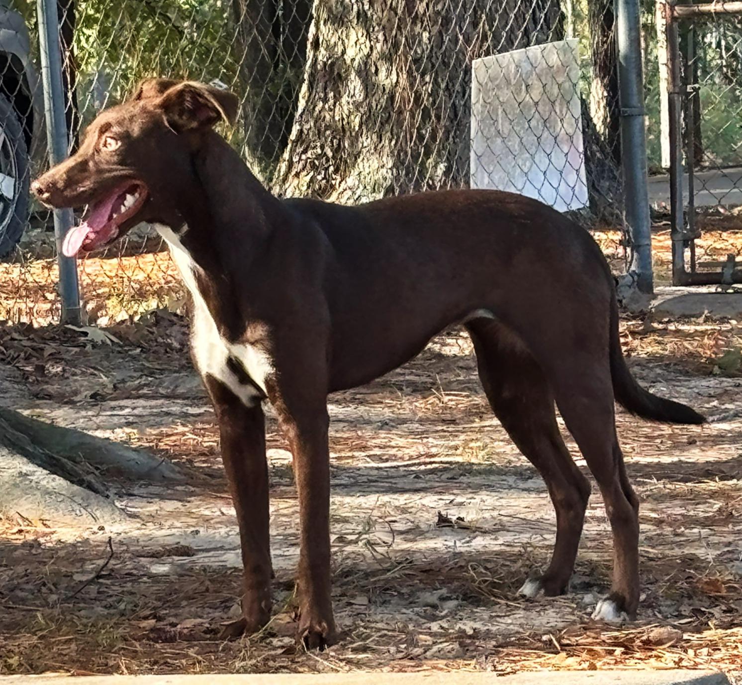Enlarge Anne, a Adoptable mixed breed in Lufkin, TX image 4/4