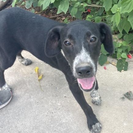 Delta (URGENT), a Adoptable Mixed Breed in Boston, MA image 2/4