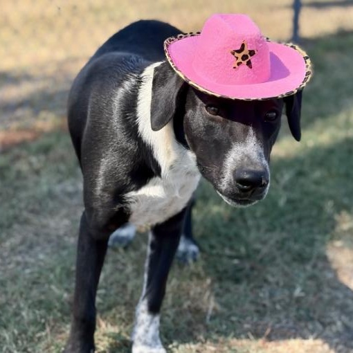 Delta (URGENT), a Adoptable Mixed Breed in Boston, MA image 3/4