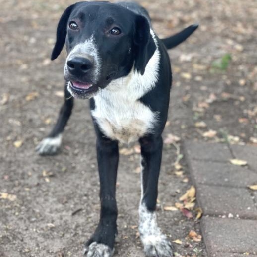 Delta (URGENT), Adoptable, Puppy Female Mixed Breed.