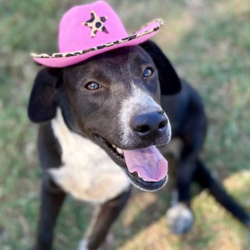 Delta (URGENT), a Adoptable Mixed Breed in Boston, MA image 4/4