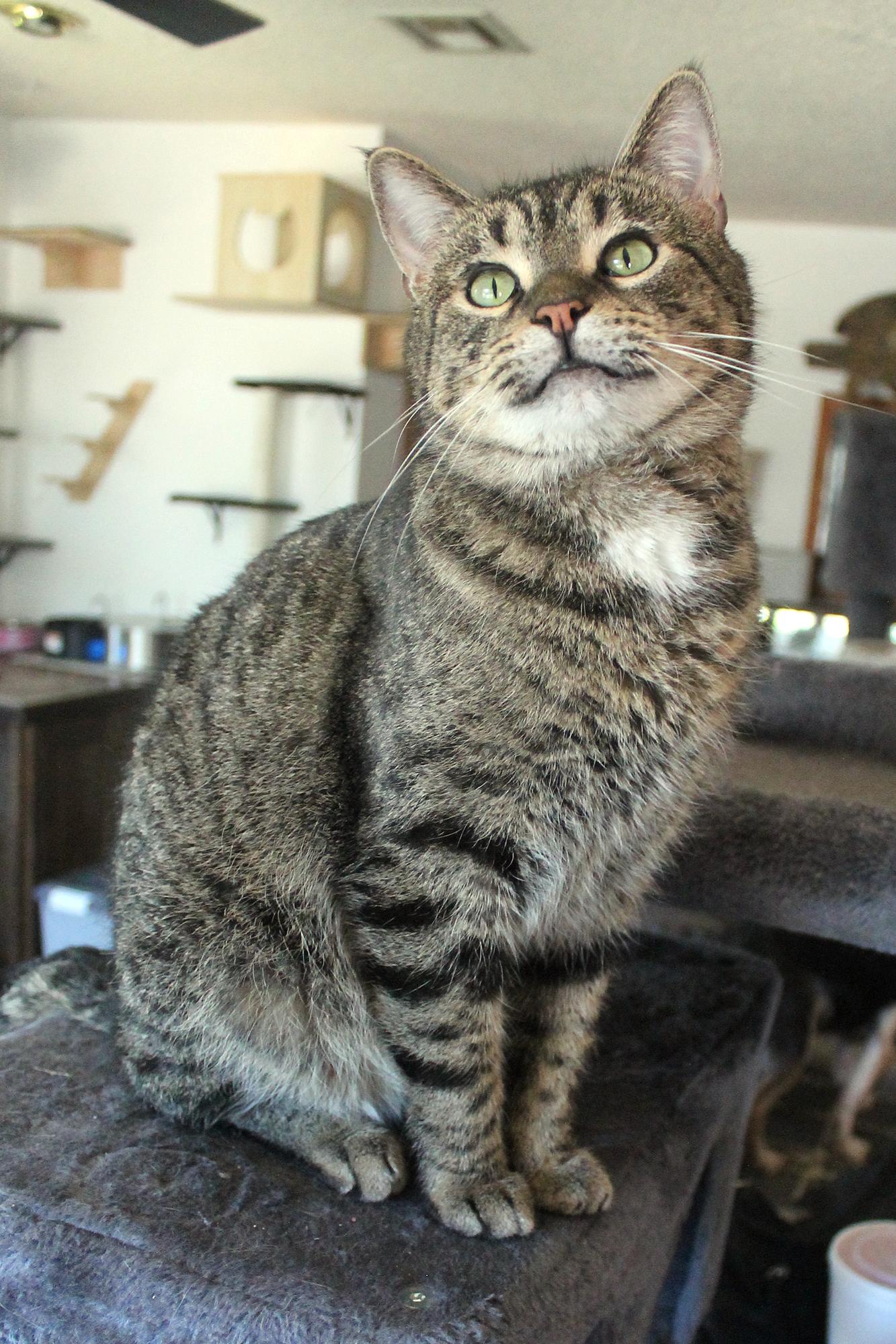 Enlarge Handsome Henry, a Adoptable Domestic Short Hair in Guthrie, OK image 4/6