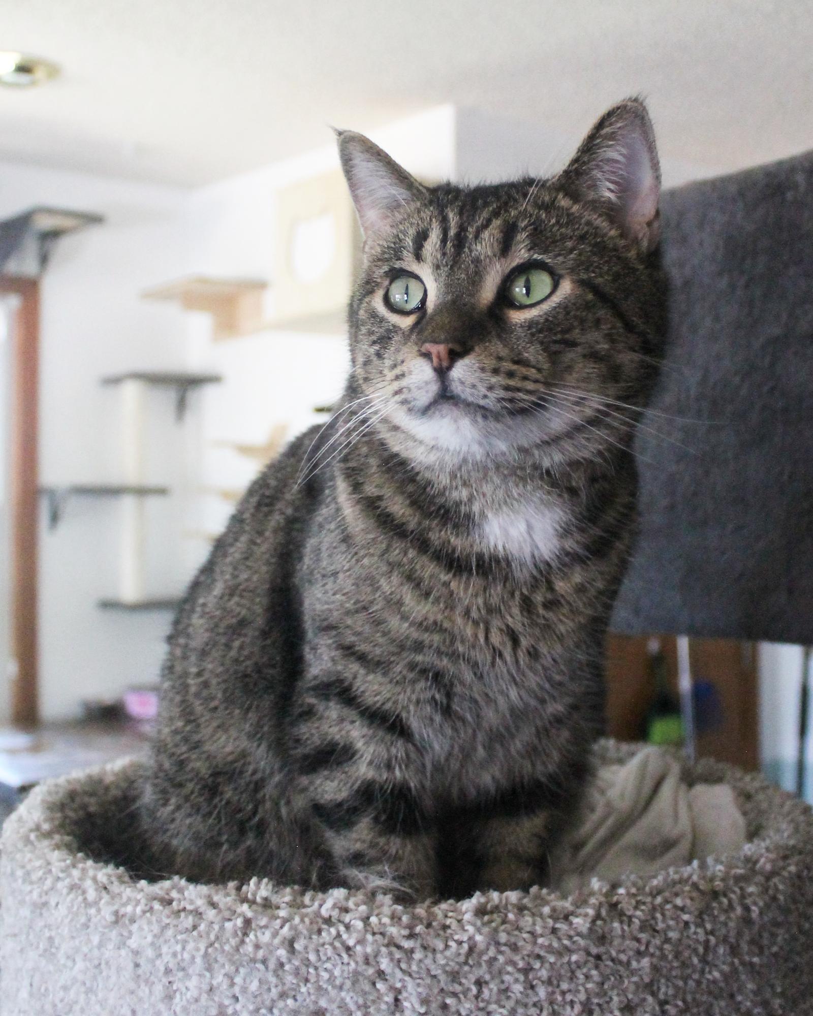 Enlarge Handsome Henry, a Adoptable Domestic Short Hair in Guthrie, OK image 6/6
