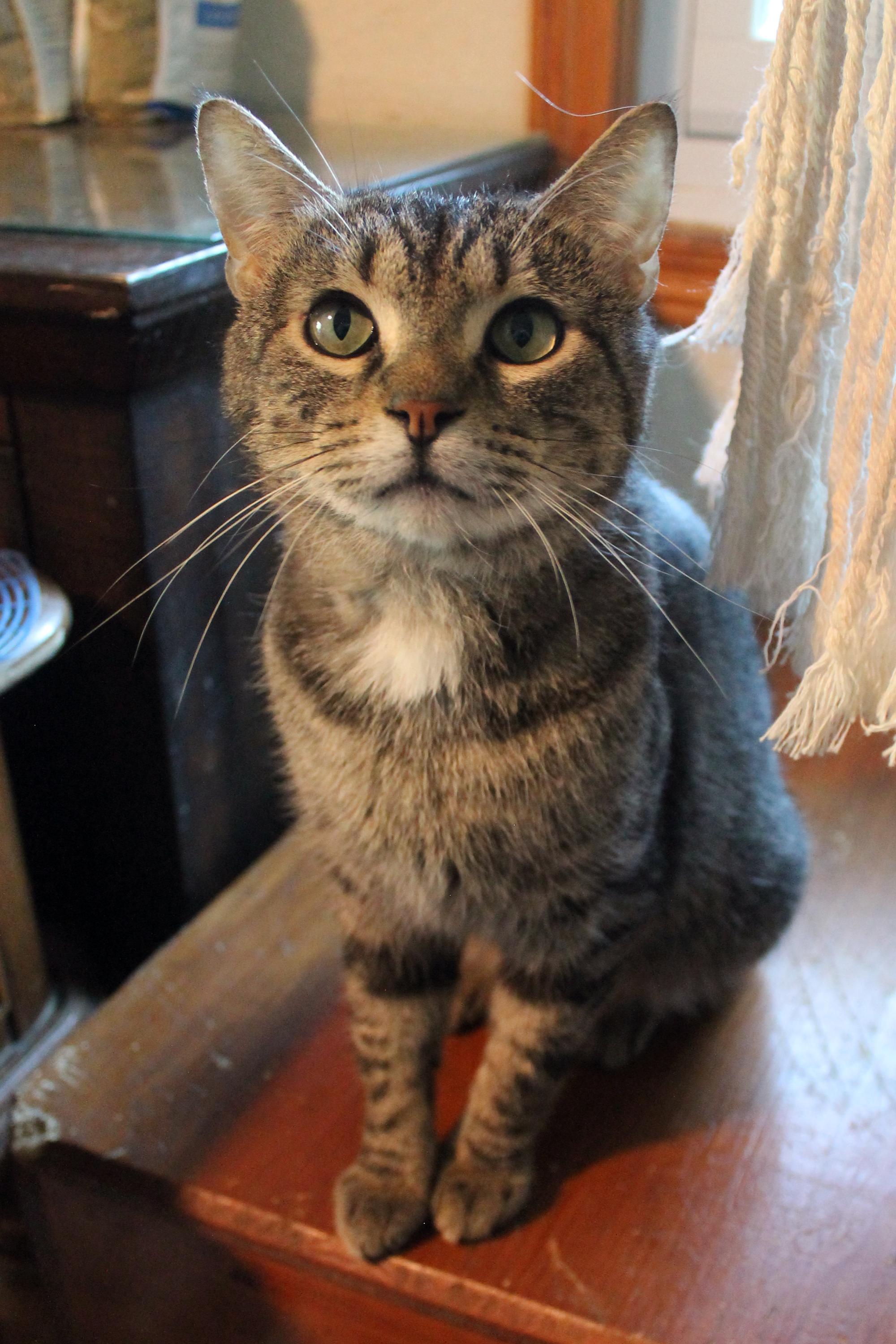 Enlarge Handsome Henry, a Adoptable Domestic Short Hair in Guthrie, OK image 2/6
