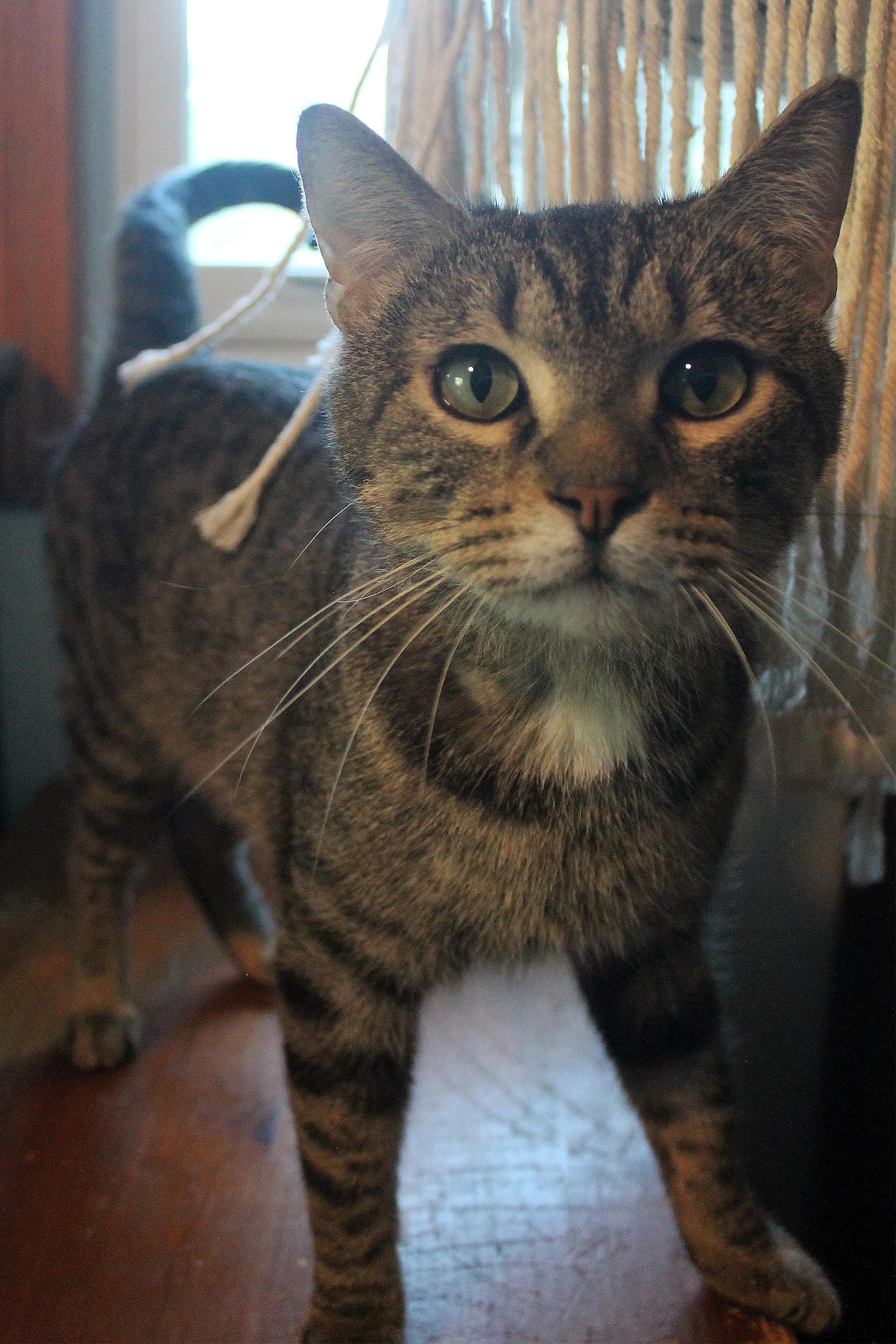 Enlarge Handsome Henry, a Adoptable Domestic Short Hair in Guthrie, OK image 3/6