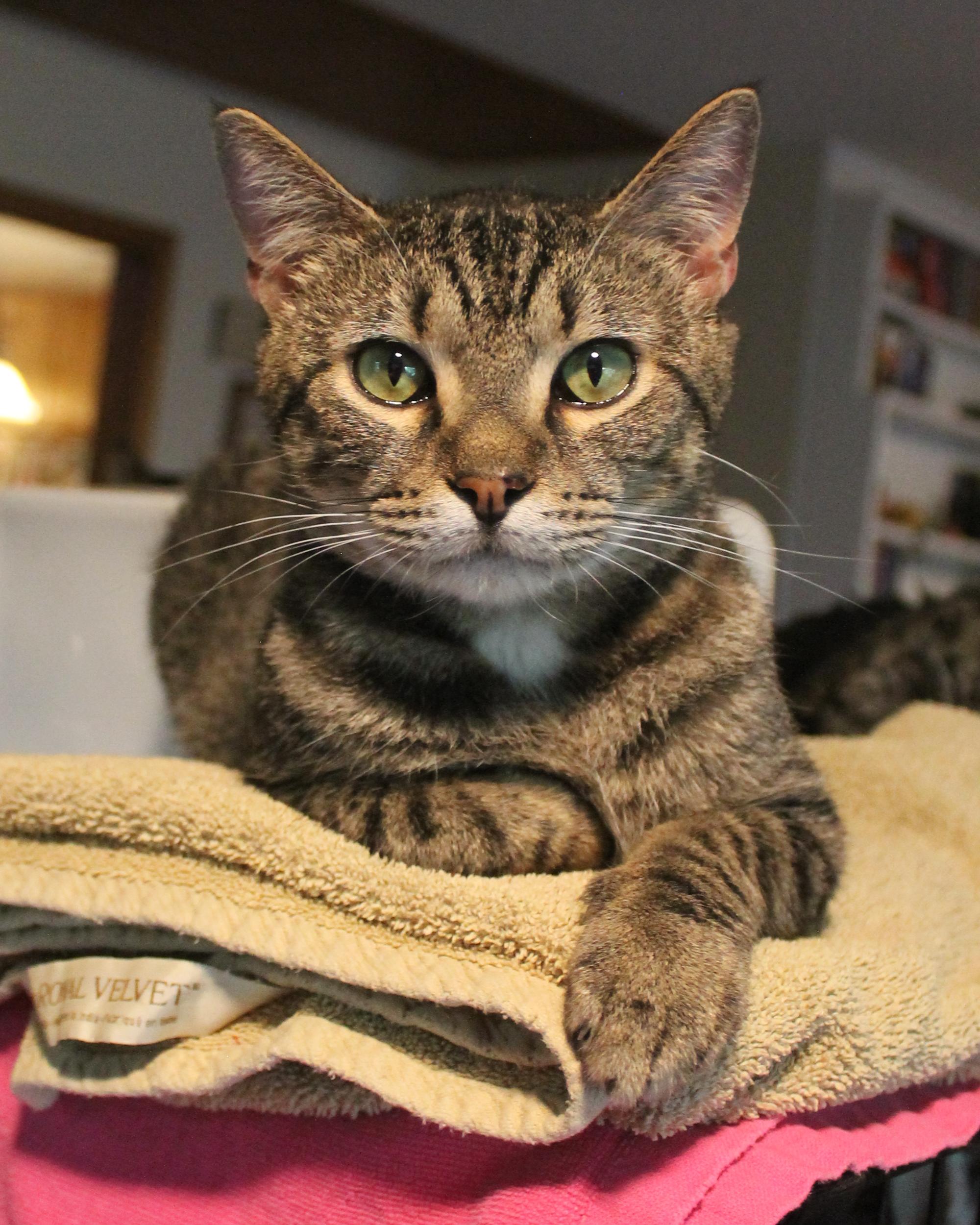 Enlarge Handsome Henry, a Adoptable Domestic Short Hair in Guthrie, OK image 5/6
