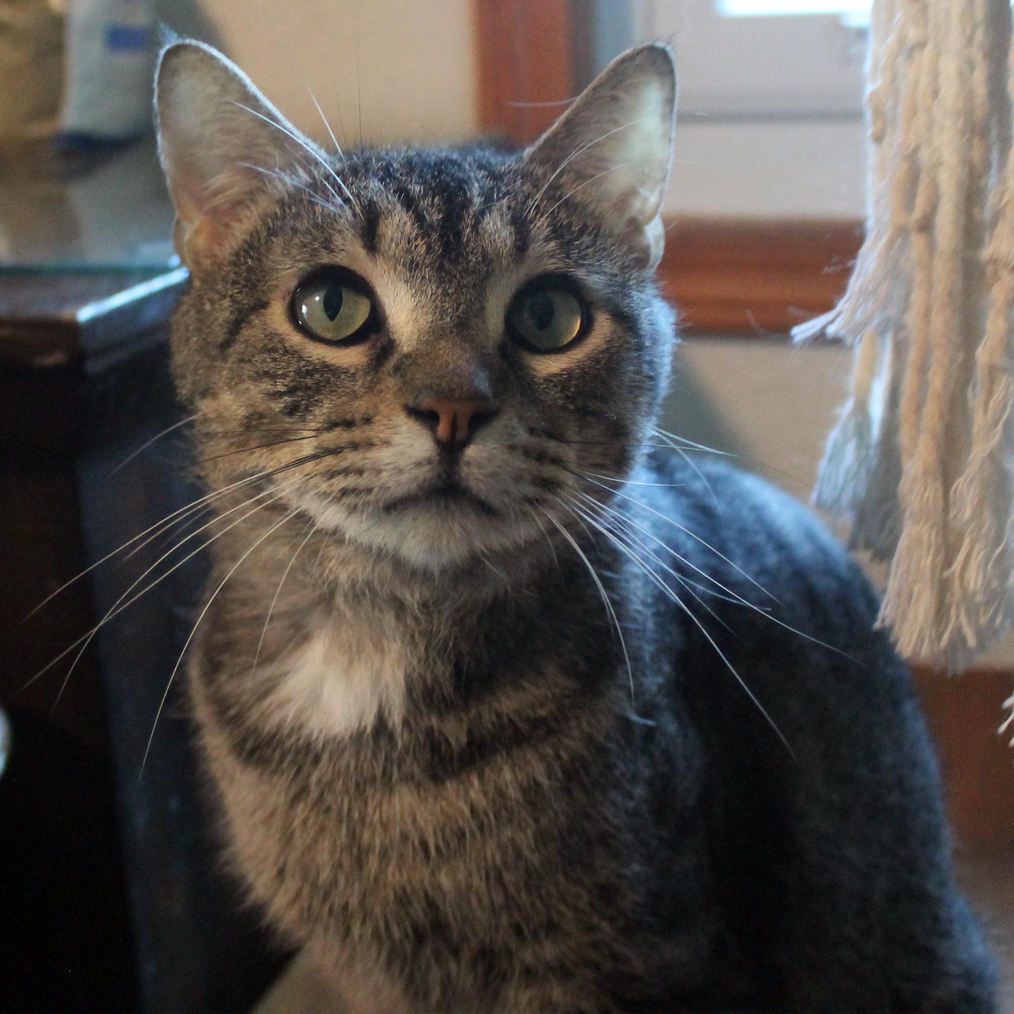Enlarge Handsome Henry, a Adoptable Domestic Short Hair in Guthrie, OK image 1/6