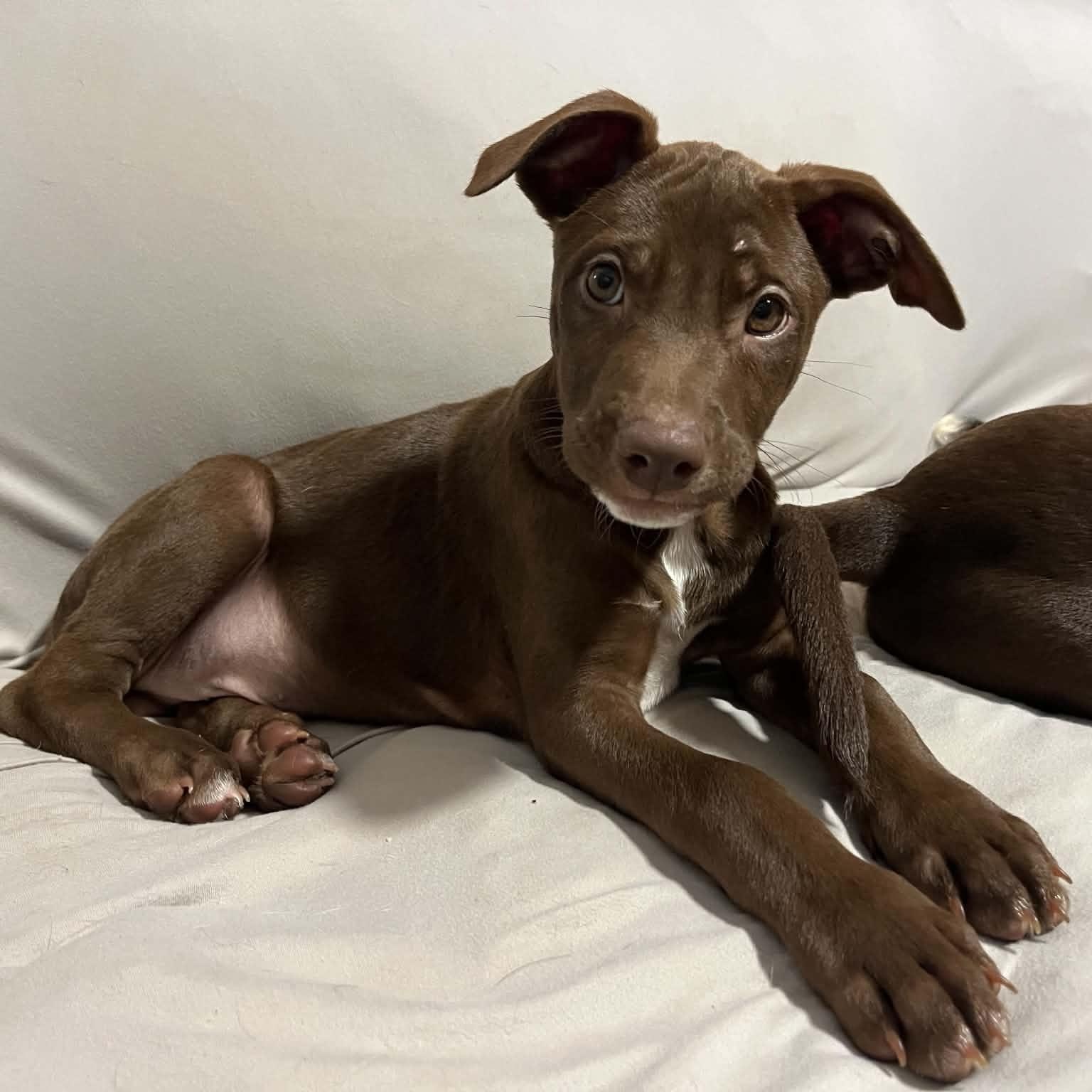 Enlarge Haze, a ADOPTABLE mixed breed in Charlotte, NC image 2/6