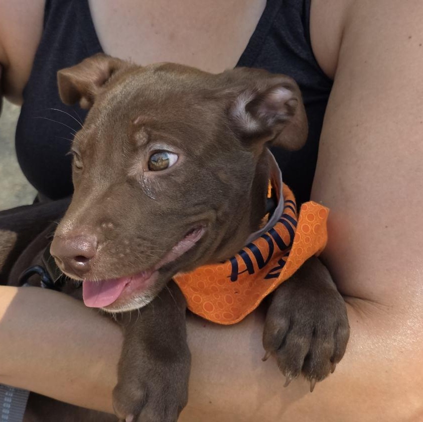 Enlarge Haze, a ADOPTABLE mixed breed in Charlotte, NC image 4/6