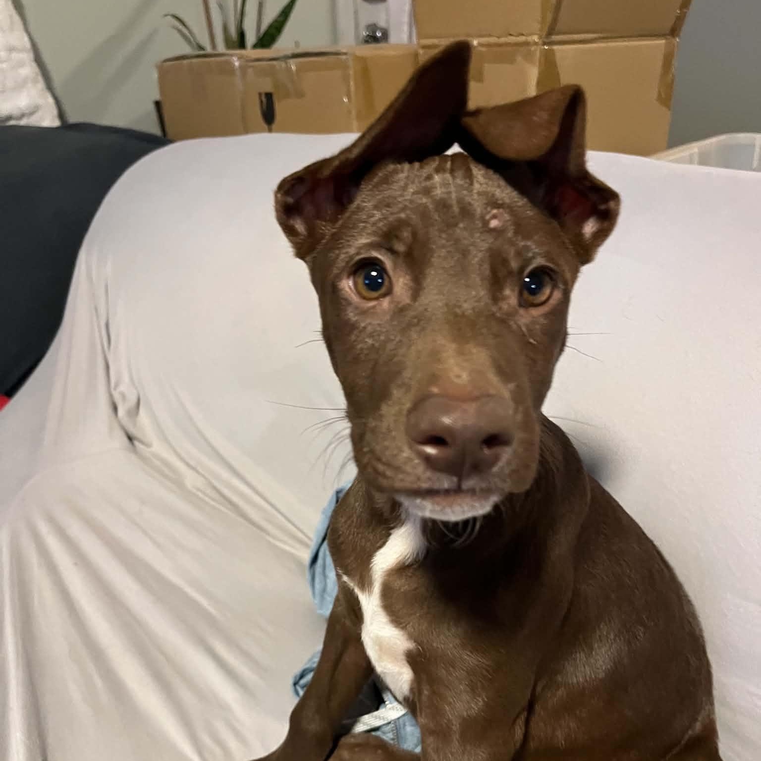 Enlarge Haze, a ADOPTABLE mixed breed in Charlotte, NC image 6/6