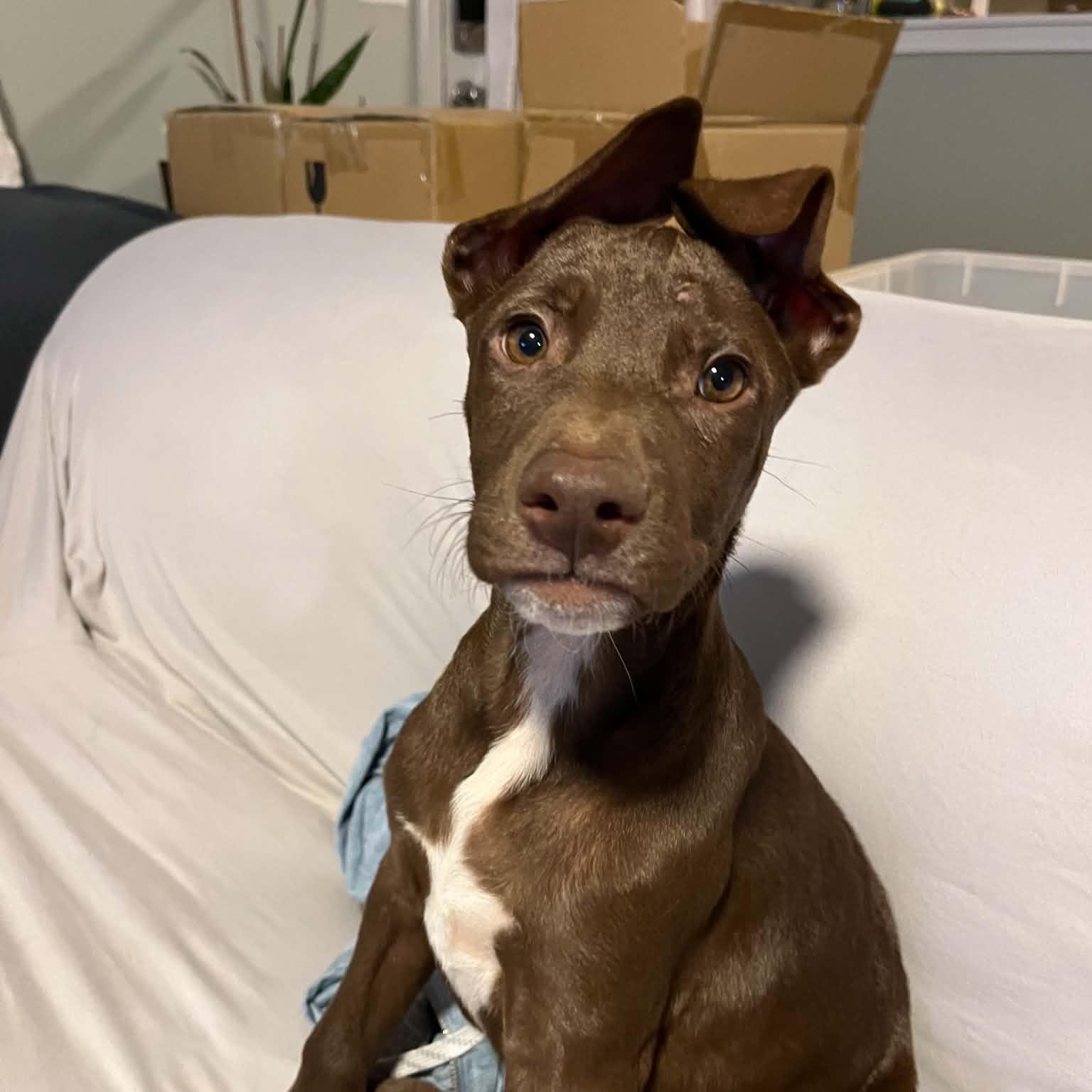Haze, ADOPTABLE, Puppy Male Labrador Retriever.