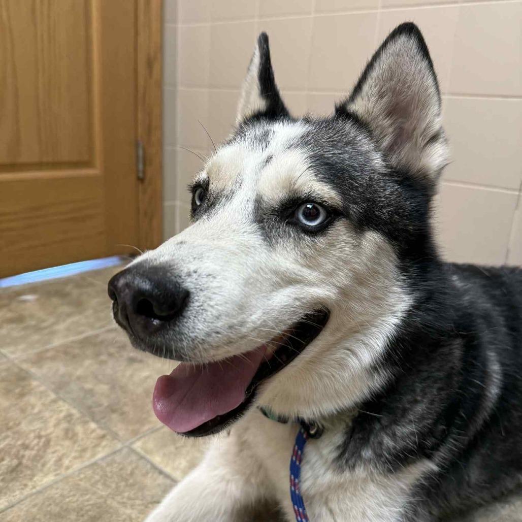 Enlarge Mondo, a Adoptable Husky in Lima, OH image 1/6