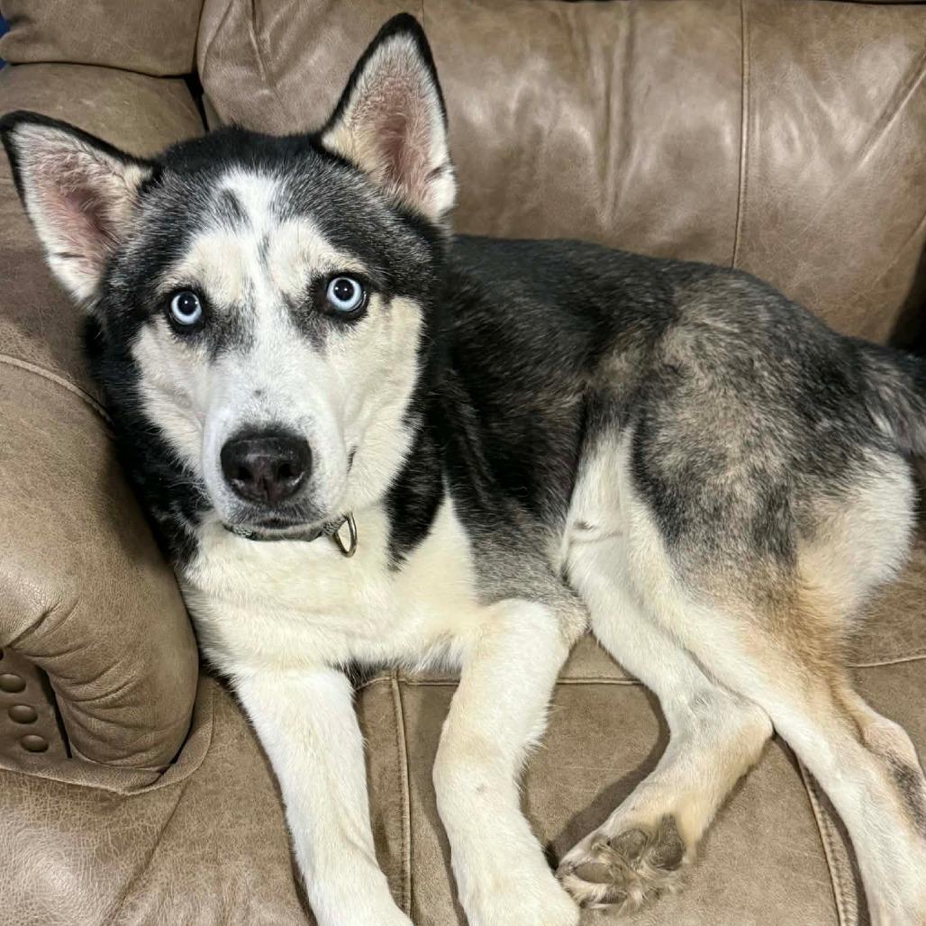 Enlarge Mondo, a Adoptable Husky in Lima, OH image 2/6