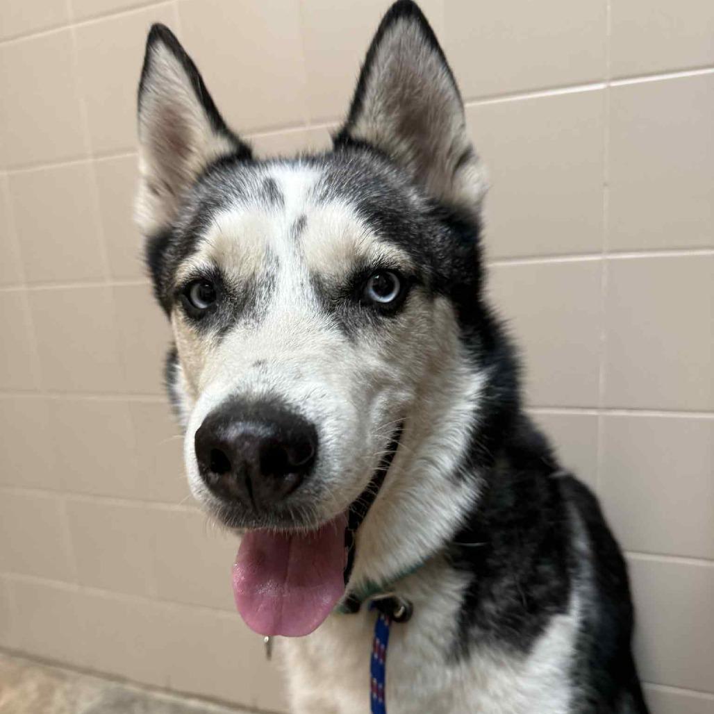 Enlarge Mondo, a Adoptable Husky in Lima, OH image 4/6