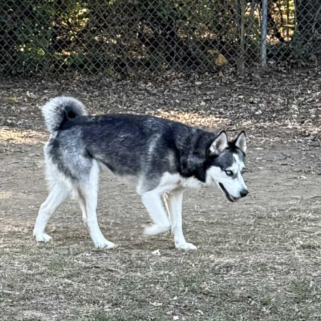 Enlarge Mondo, a Adoptable Husky in Lima, OH image 5/6