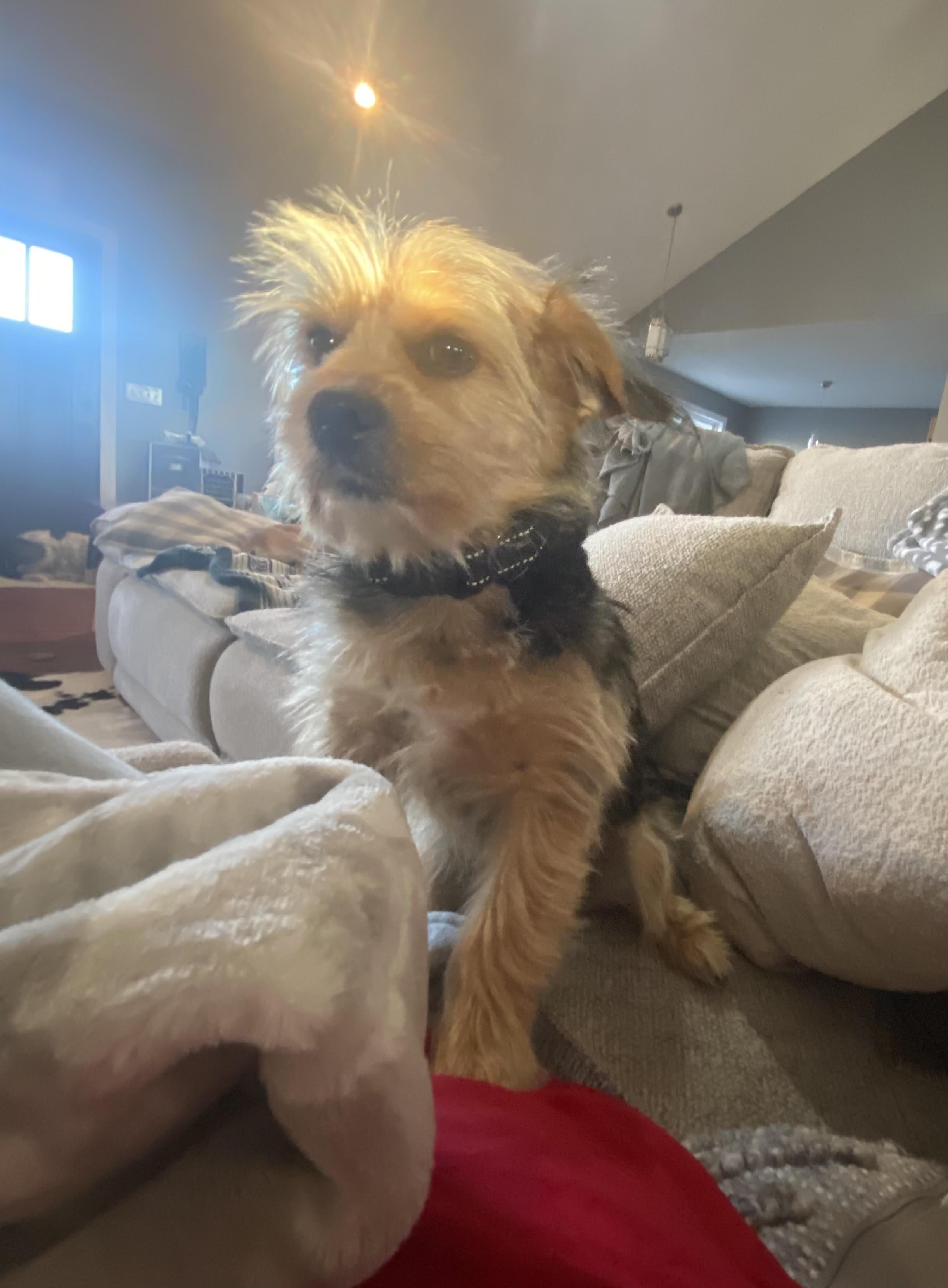 Enlarge Oliver, an adopted Yorkshire Terrier in Columbia, MO image 1/1