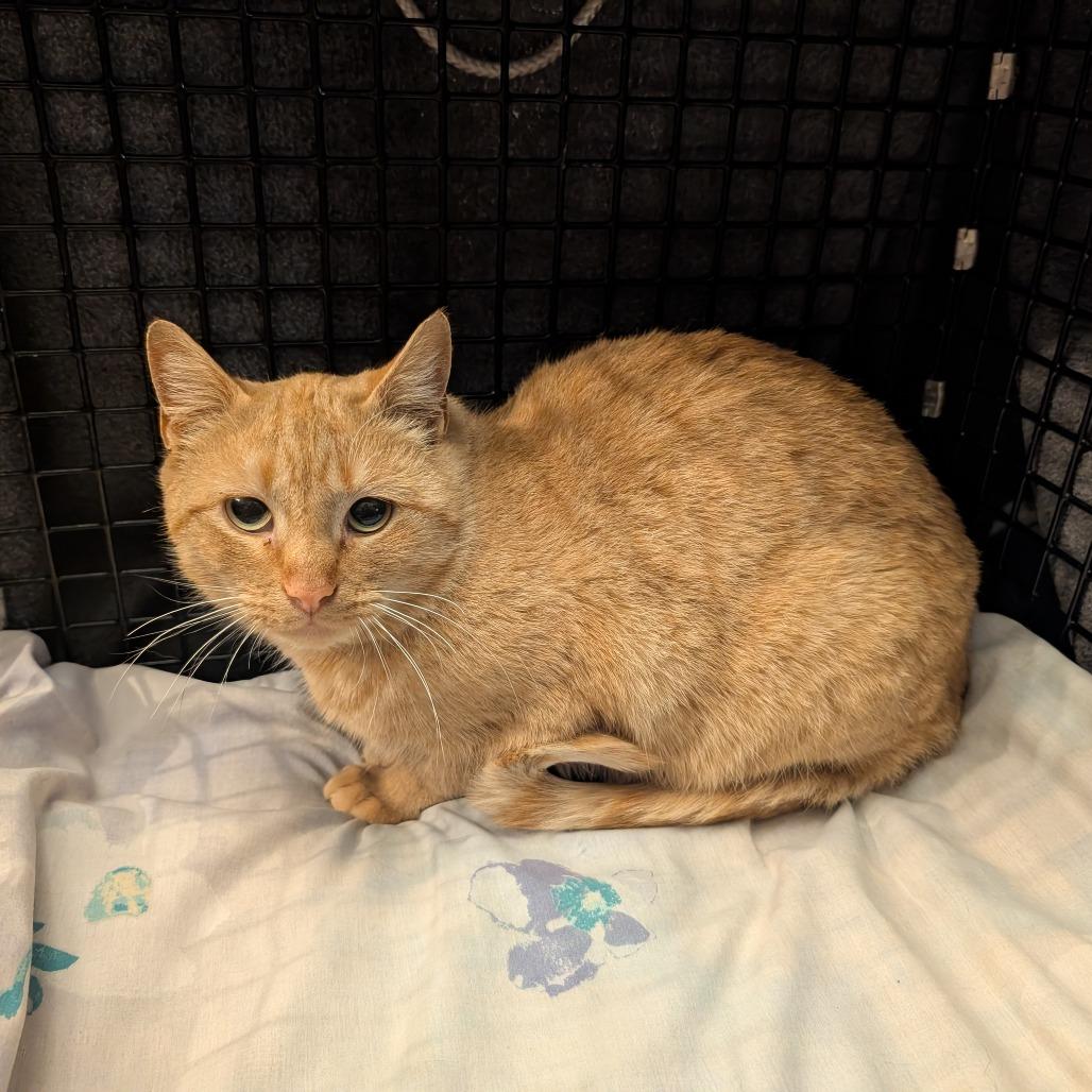 Enlarge Granny Smith, a Adoptable Domestic Short Hair in Natick, MA image 1/1