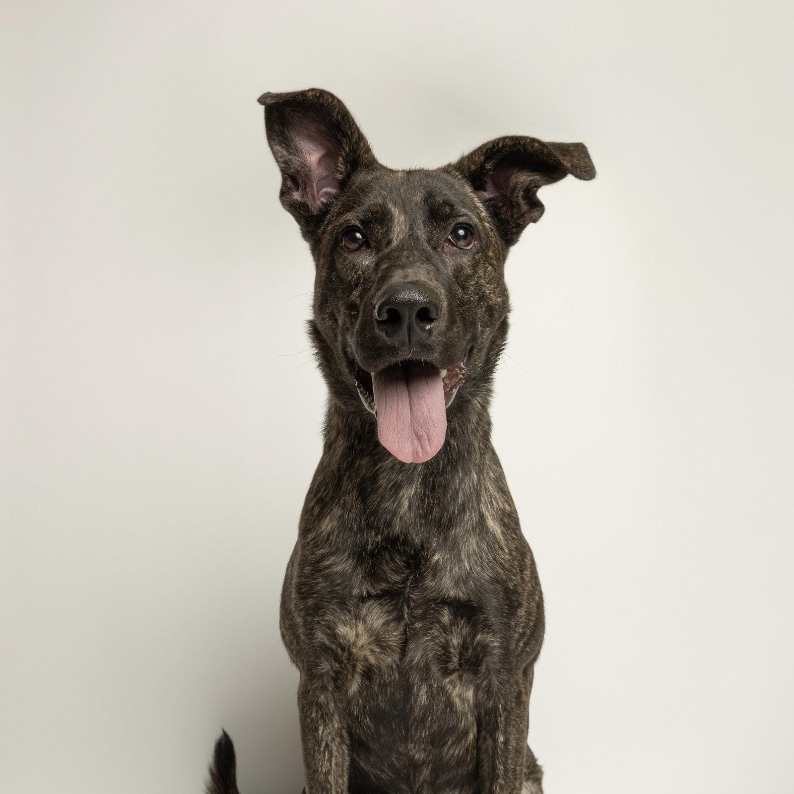 Pond, Adoptable, Young Male Catahoula Leopard Dog.