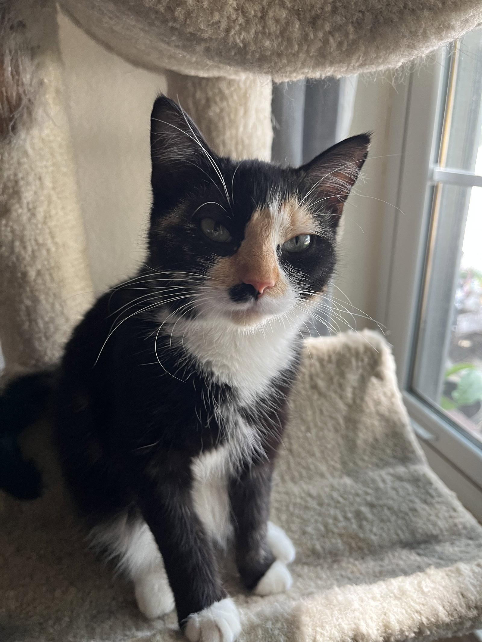 Gypsy, Adoptable, Young Female Calico.