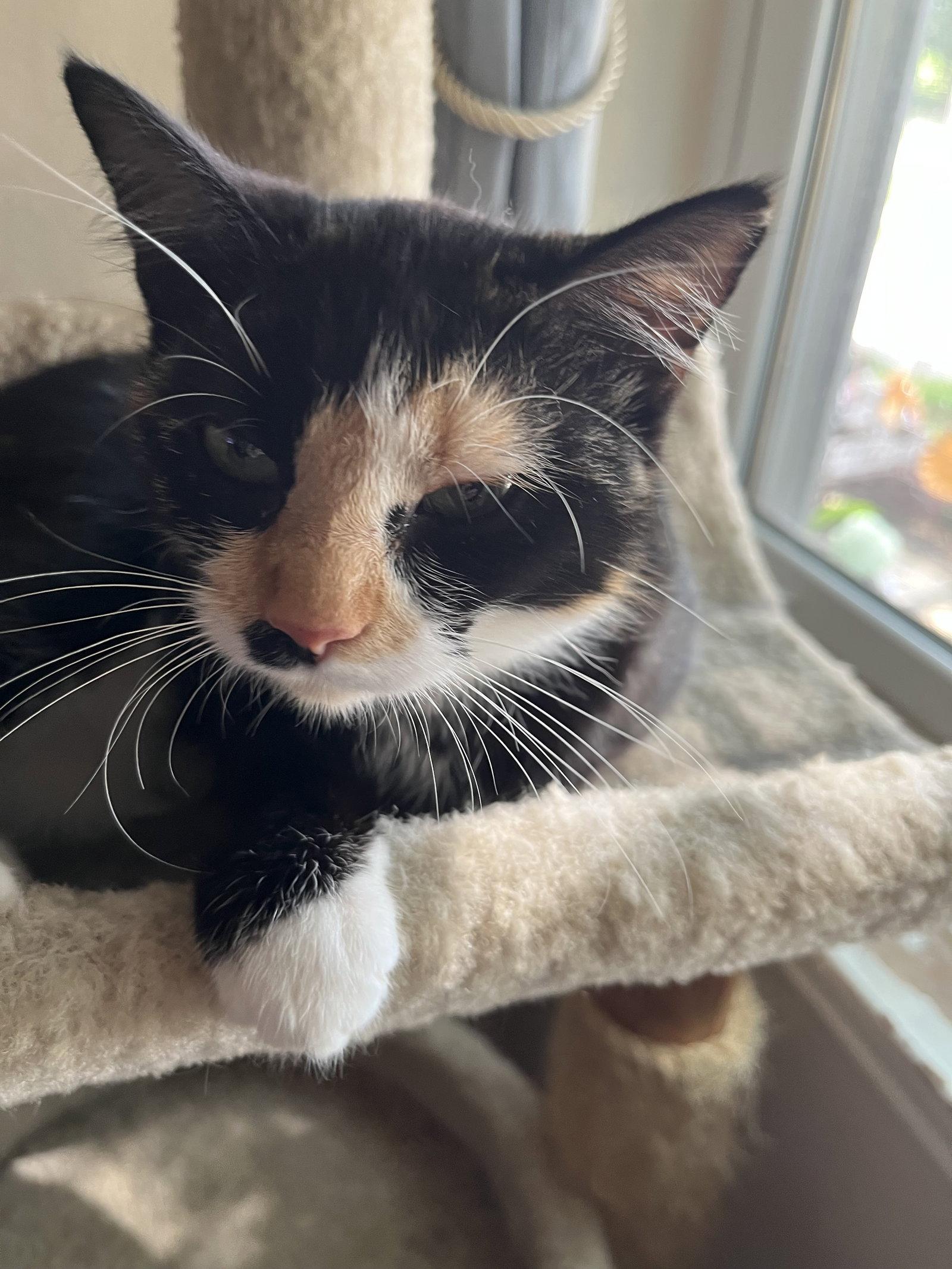 Gypsy, a Adoptable Calico in Fort Worth, TX image 2/3