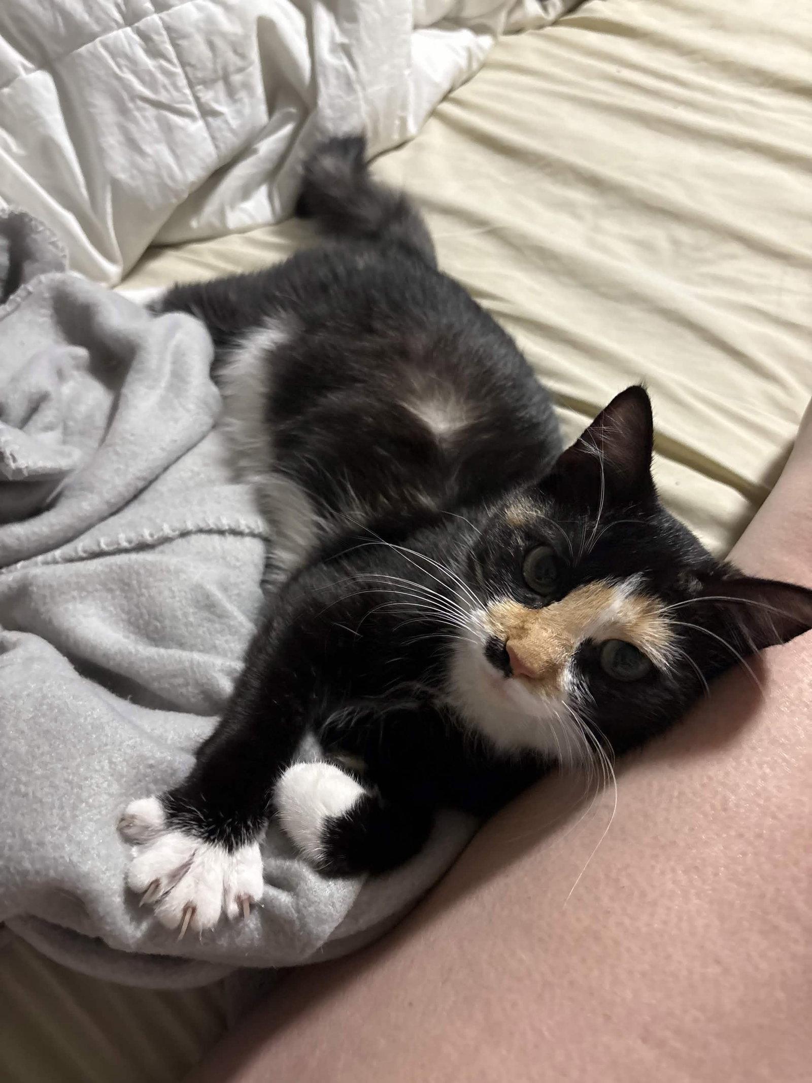 Gypsy, a Adoptable Calico in Fort Worth, TX image 3/3