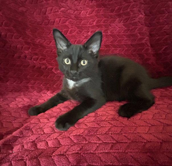 Enlarge Jett, a Adopted Maine Coon in Nashville, TN image 1/3